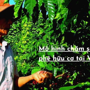 Mô hình chăm sóc cà phê hữu cơ tại Krông Nô, Đắk Nông | Quy trình chế biến Cà phê Honey VN | Phần 1