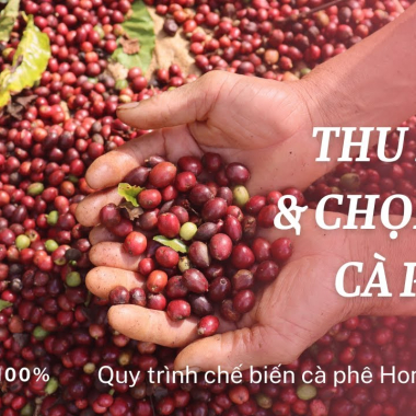 Thu hoạch cà phê đúng kỹ thuật, chất lượng hàng đầu | Quy trình chế biến Cà phê Honey VN | Phần 2