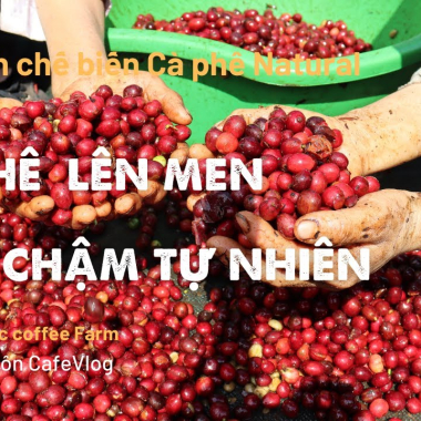 Phương pháp chế biến Cà phê Natural, lên men, phơi chậm tự nhiên | Cà phê hữu cơ | Cà phê Việt Nam