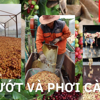 Sơ chế xát ướt, cà phê phơi trên giàn lưới trong nhà kính |Quy trình chế biến cà phê Honey VN | Phần 3